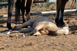 JEWELL-EXHAUSTED-PEN